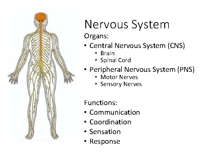 Nervous System Organs: • Central Nervous System (CNS) • Brain • Spinal Cord •