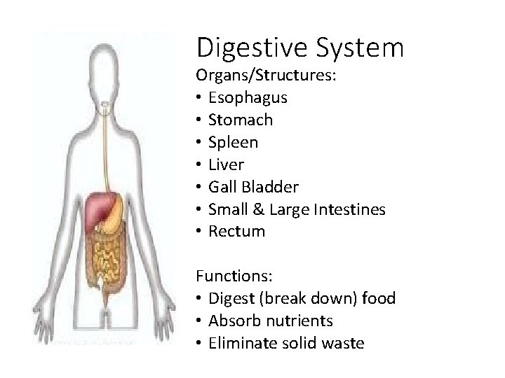 Digestive System Organs/Structures: • Esophagus • Stomach • Spleen • Liver • Gall Bladder