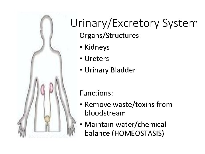 Urinary/Excretory System Organs/Structures: • Kidneys • Ureters • Urinary Bladder Functions: • Remove waste/toxins