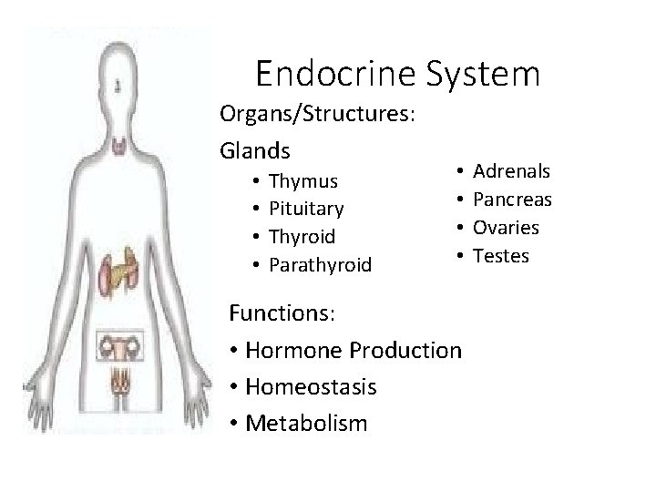 Endocrine System Organs/Structures: Glands • • Thymus Pituitary Thyroid Parathyroid • • Functions: •