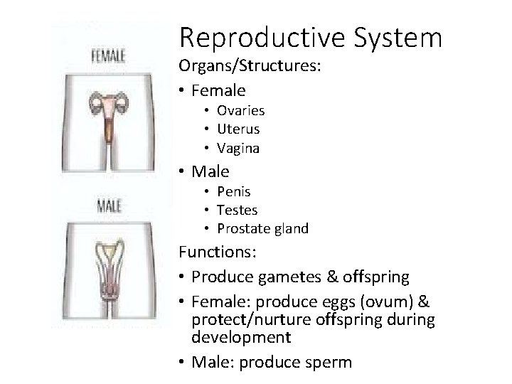 Reproductive System Organs/Structures: • Female • Ovaries • Uterus • Vagina • Male •