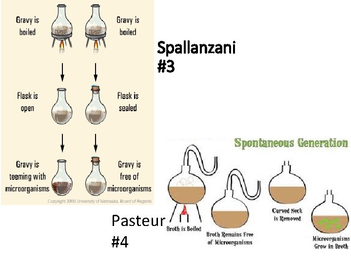 Spallanzani #3 Pasteur #4 