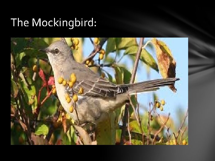 The Mockingbird: 