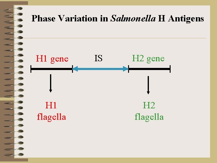 Phase Variation in Salmonella H Antigens H 1 gene H 1 flagella IS H