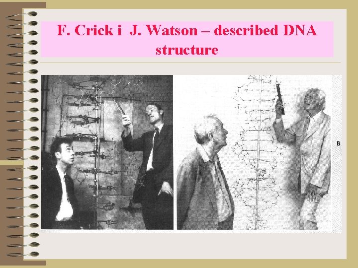 F. Crick i J. Watson – described DNA structure 