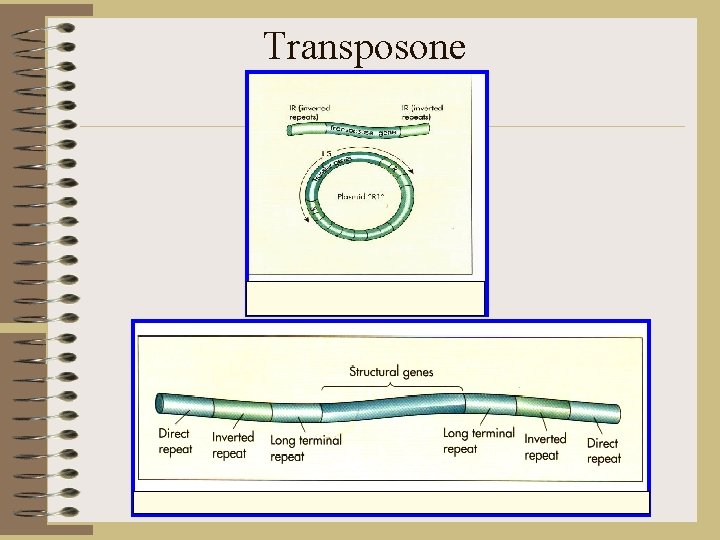 Transposone 