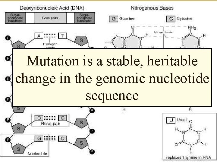 Mutation is a stable, heritable change in the genomic nucleotide sequence 