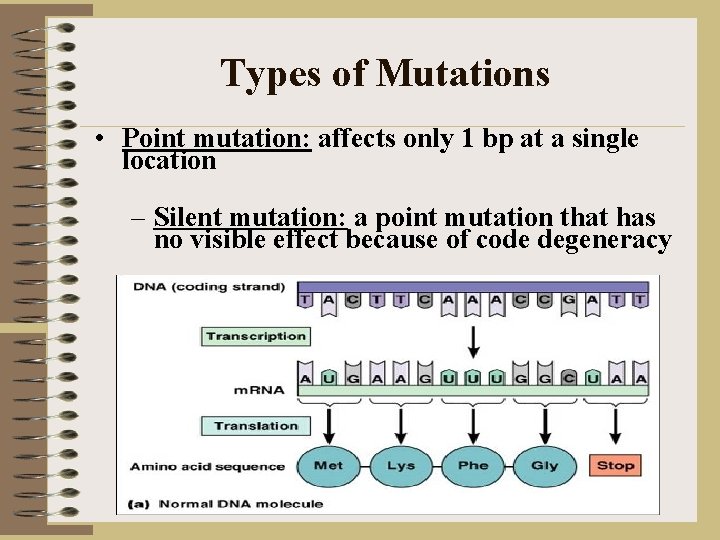 Types of Mutations • Point mutation: affects only 1 bp at a single location