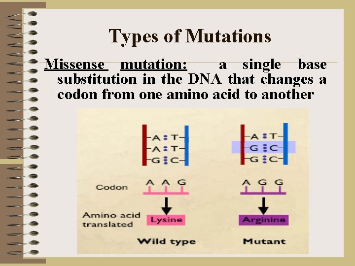 Types of Mutations Missense mutation: a single base substitution in the DNA that changes