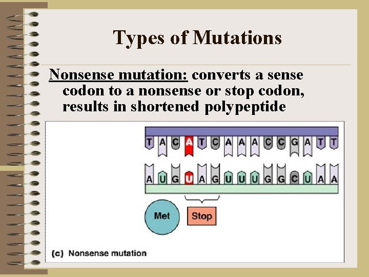 Types of Mutations Nonsense mutation: converts a sense codon to a nonsense or stop