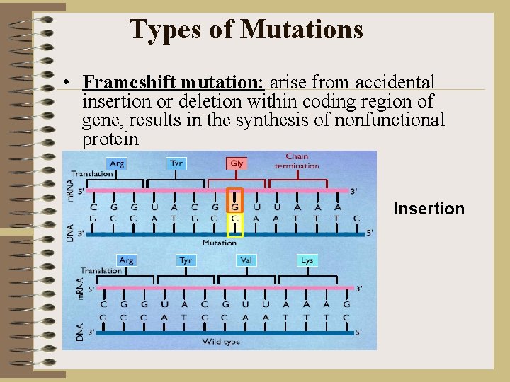 Types of Mutations • Frameshift mutation: arise from accidental insertion or deletion within coding