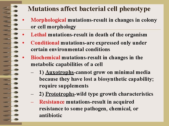 Mutations affect bacterial cell phenotype • • Morphological mutations-result in changes in colony or