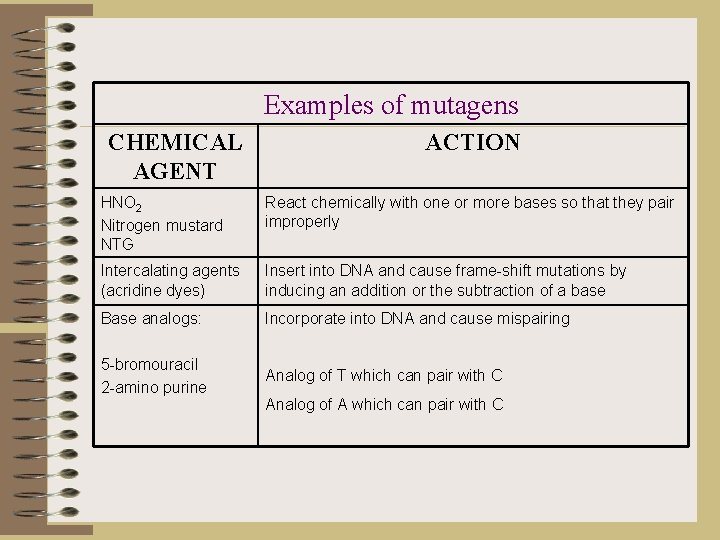 Examples of mutagens CHEMICAL AGENT ACTION HNO 2 Nitrogen mustard NTG React chemically with