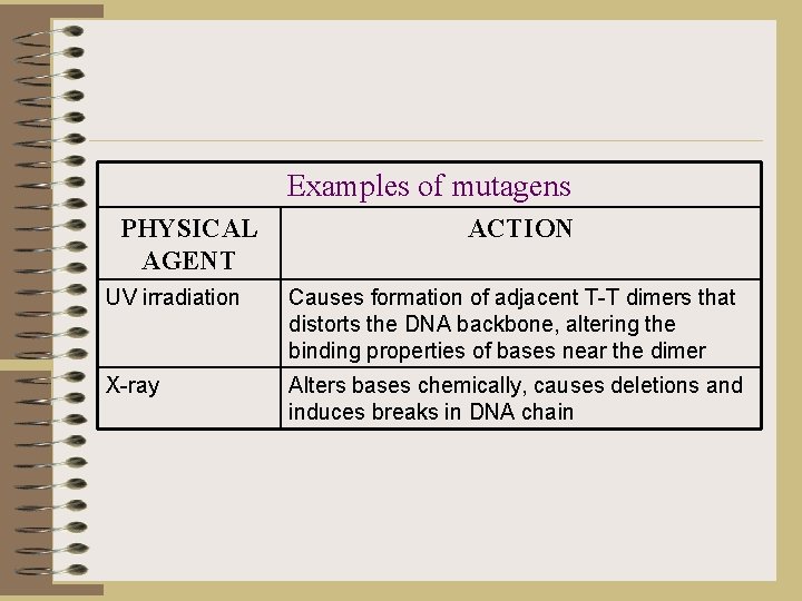 Examples of mutagens PHYSICAL AGENT ACTION UV irradiation Causes formation of adjacent T-T dimers