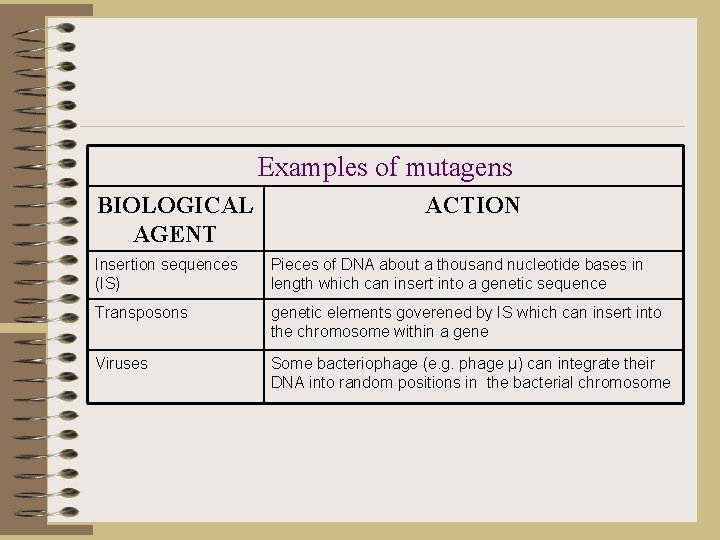 Examples of mutagens BIOLOGICAL AGENT ACTION Insertion sequences (IS) Pieces of DNA about a