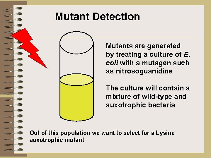 Mutant Detection Mutants are generated by treating a culture of E. coli with a