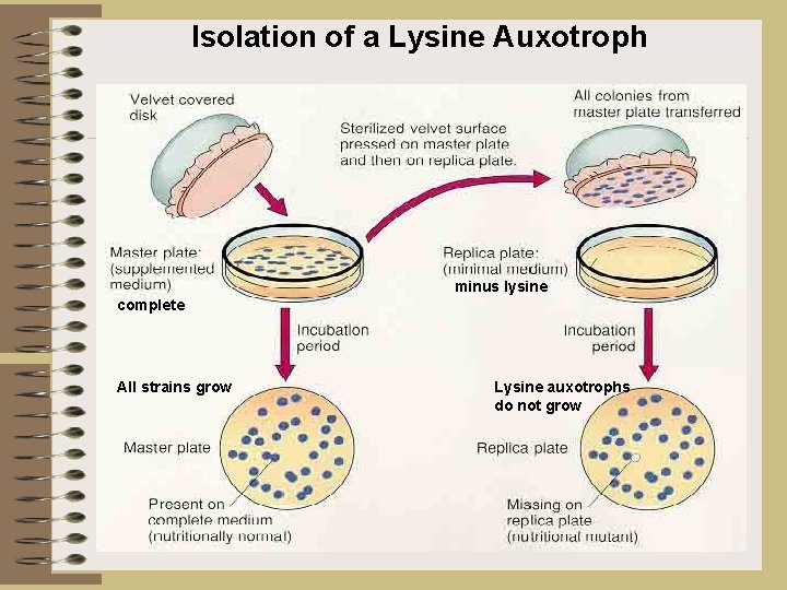 Isolation of a Lysine Auxotroph minus lysine complete All strains grow Lysine auxotrophs do