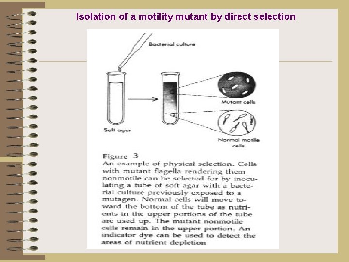 Isolation of a motility mutant by direct selection 