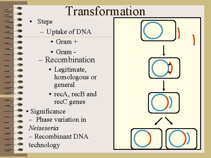Transformation • Steps – Uptake of DNA • Gram + • Gram - –