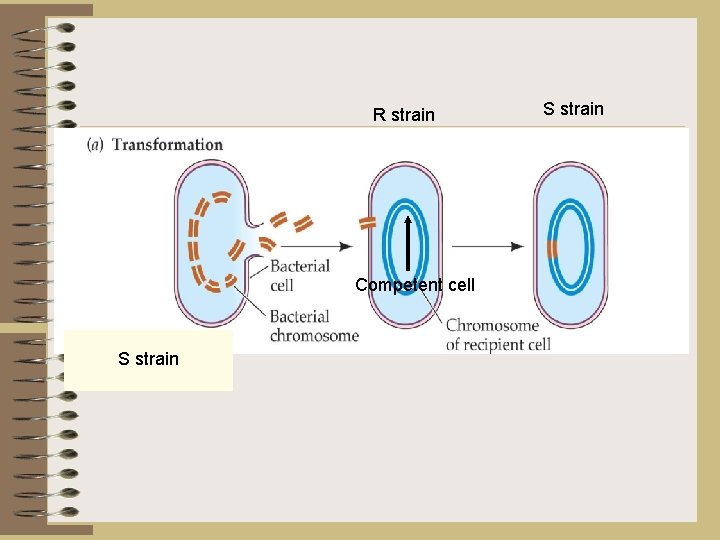 R strain Competent cell S strain 