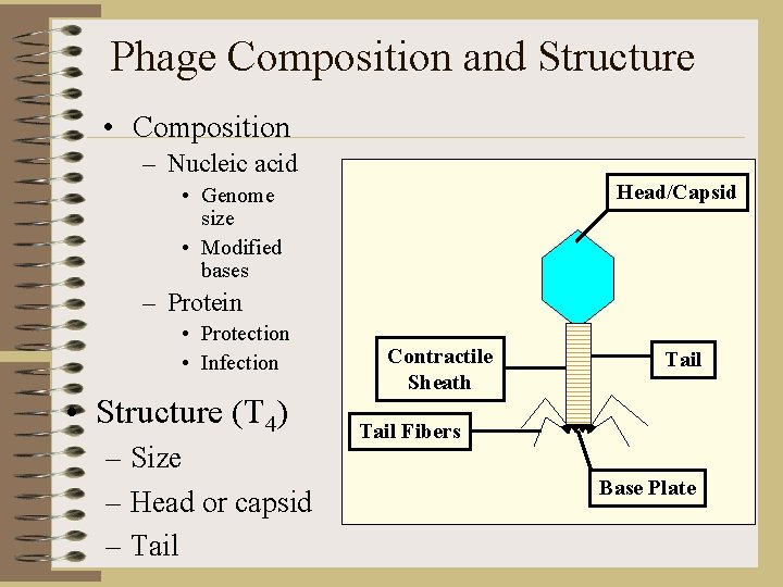 Phage Composition and Structure • Composition – Nucleic acid Head/Capsid • Genome size •