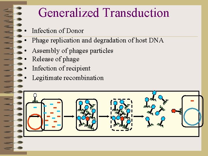 Generalized Transduction • • • Infection of Donor Phage replication and degradation of host