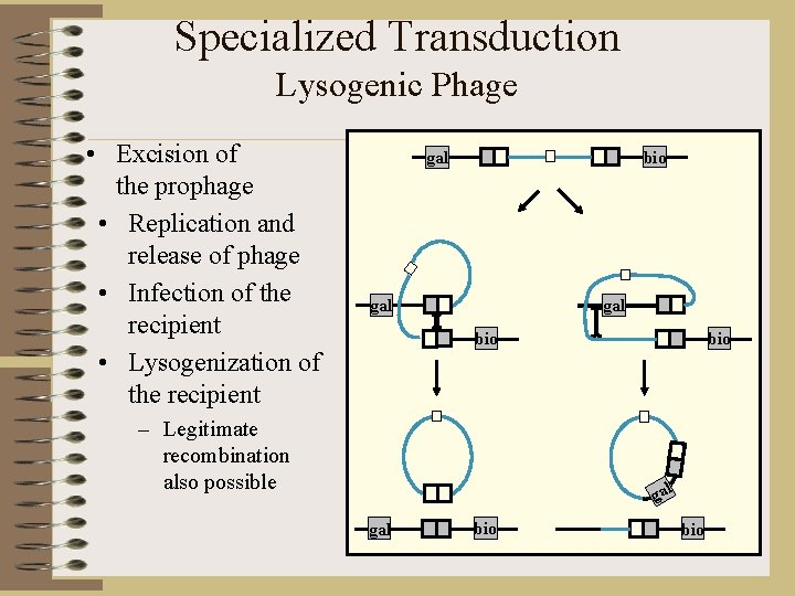 Specialized Transduction Lysogenic Phage • Excision of the prophage • Replication and release of