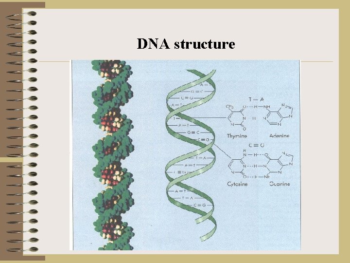 DNA structure 