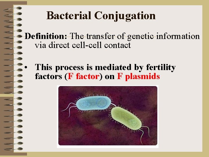 Bacterial Conjugation Definition: The transfer of genetic information via direct cell-cell contact • This