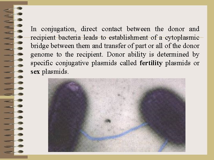 In conjugation, direct contact between the donor and recipient bacteria leads to establishment of