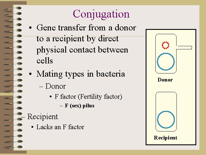 Conjugation • Gene transfer from a donor to a recipient by direct physical contact