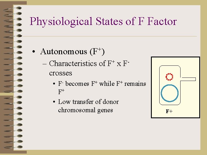 Physiological States of F Factor • Autonomous (F+) – Characteristics of F+ x Fcrosses