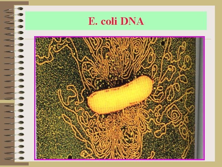 E. coli DNA 