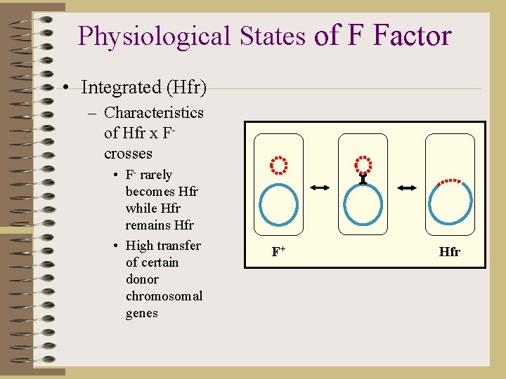 Physiological States of F Factor • Integrated (Hfr) – Characteristics of Hfr x Fcrosses