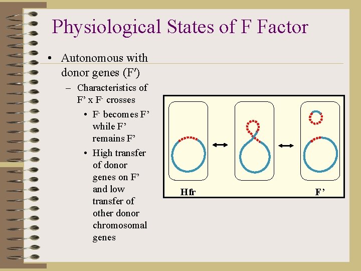 Physiological States of F Factor • Autonomous with donor genes (F′) – Characteristics of