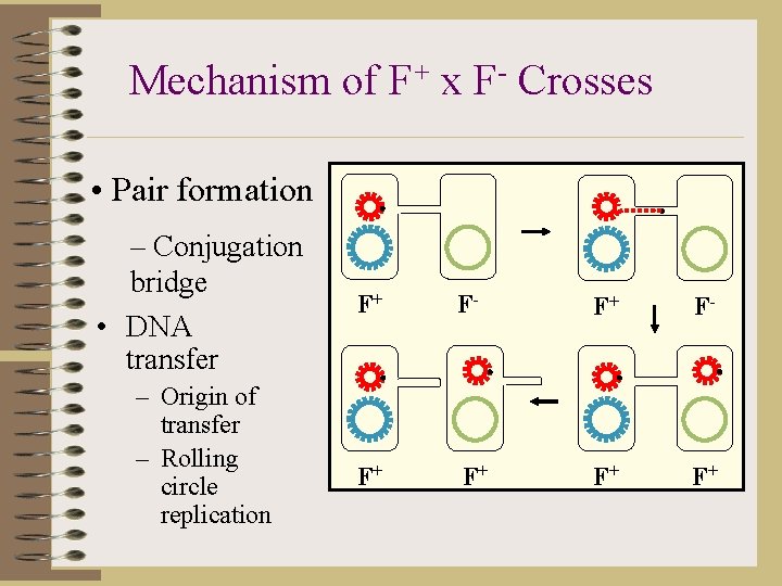 Mechanism of F+ x F- Crosses • Pair formation – Conjugation bridge • DNA
