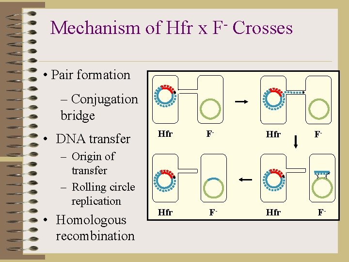 Mechanism of Hfr x F- Crosses • Pair formation – Conjugation bridge • DNA