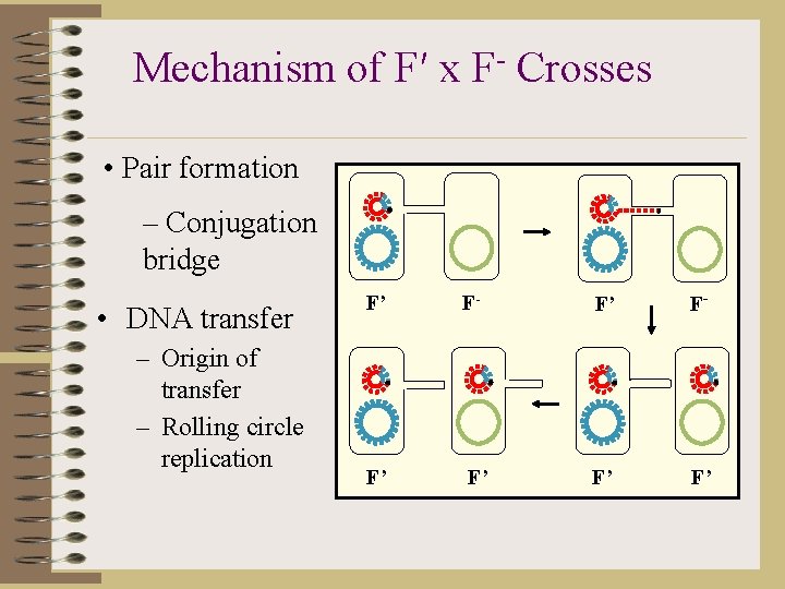 Mechanism of F′ x F- Crosses • Pair formation – Conjugation bridge • DNA