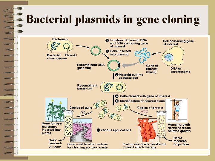 Bacterial plasmids in gene cloning 