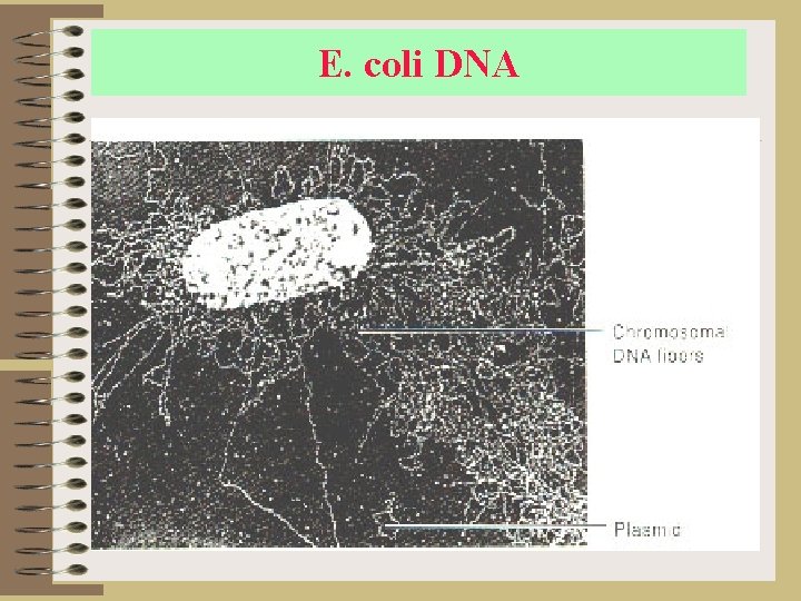 E. coli DNA 