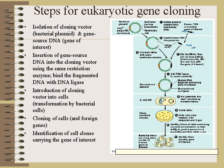 Steps for eukaryotic gene cloning • • • Isolation of cloning vector (bacterial plasmid)