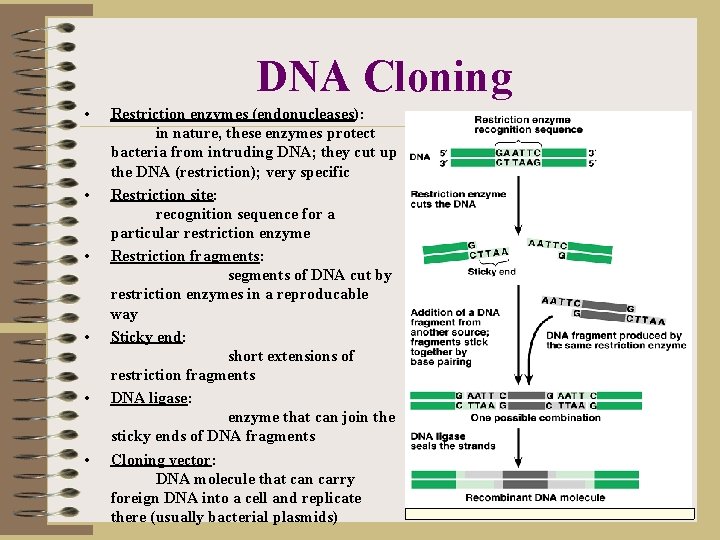 DNA Cloning • • • Restriction enzymes (endonucleases): in nature, these enzymes protect bacteria