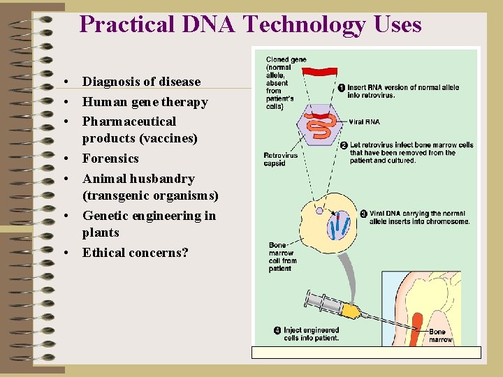 Practical DNA Technology Uses • Diagnosis of disease • Human gene therapy • Pharmaceutical