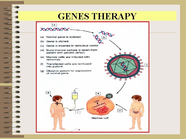 GENES THERAPY 