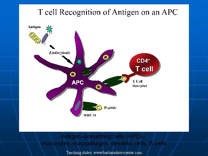 Antigen–presenting cells (APCs): monocytes, macrophages, dendritic cells, B cells Teaching slides: www. barbaradaviscenter. com