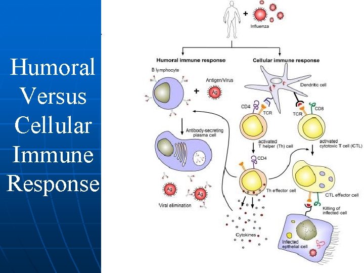 Humoral Versus Cellular Immune Response 