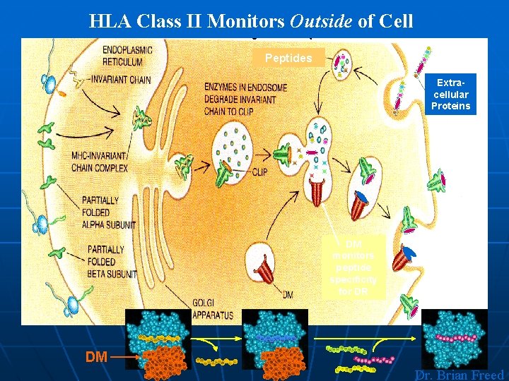 HLA Class II Monitors Outside of Cell Peptides Extracellular Proteins DM monitors peptide specificity