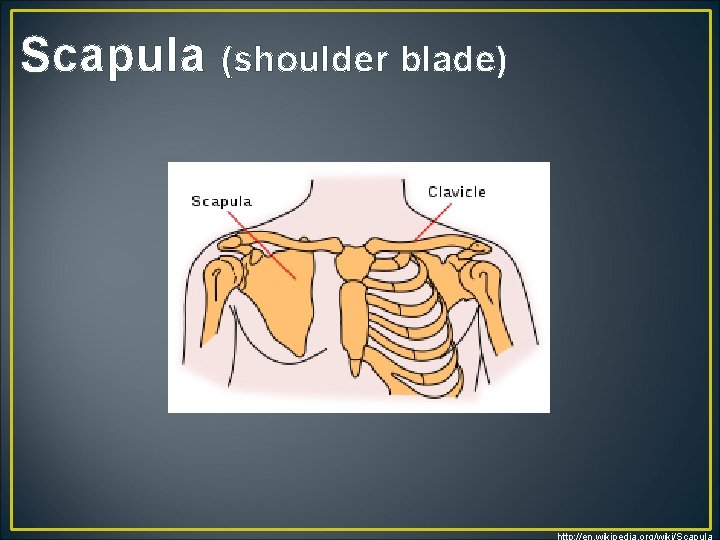Scapula (shoulder blade) http: //en. wikipedia. org/wiki/Scapula 