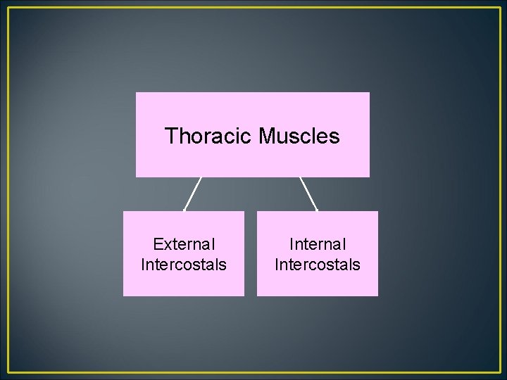 Thoracic Muscles External Intercostals Internal Intercostals 