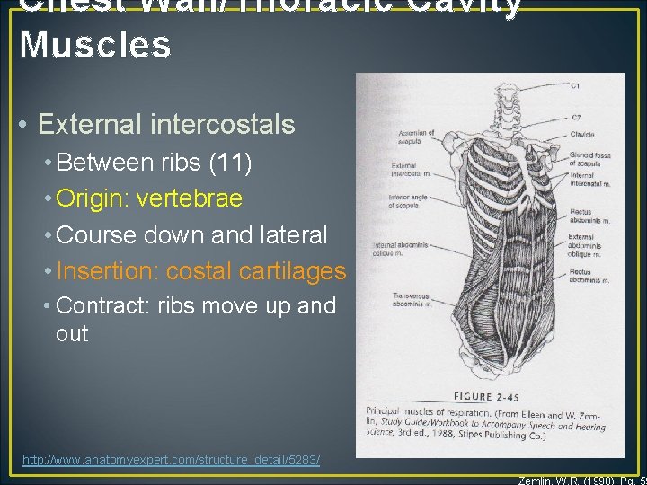 Chest Wall/Thoracic Cavity Muscles • External intercostals • Between ribs (11) • Origin: vertebrae